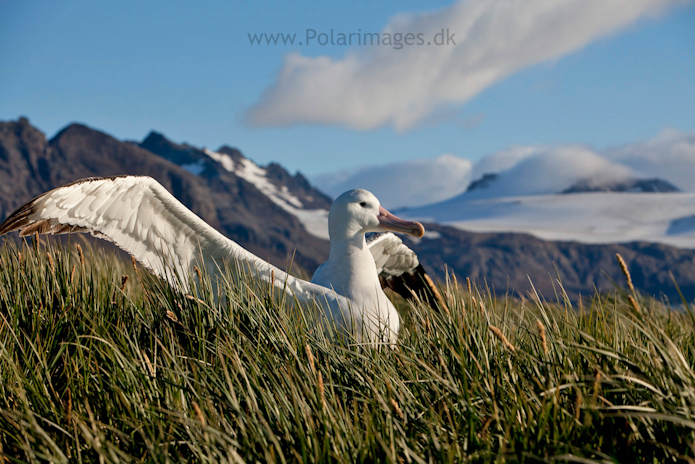 Wandering albatross, Prion Island_MG_3213
