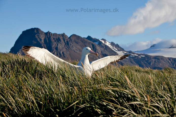 Wandering albatross, Prion Island_MG_3232