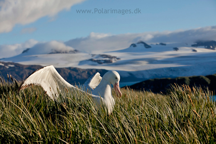 Wandering albatross, Prion Island_MG_3237
