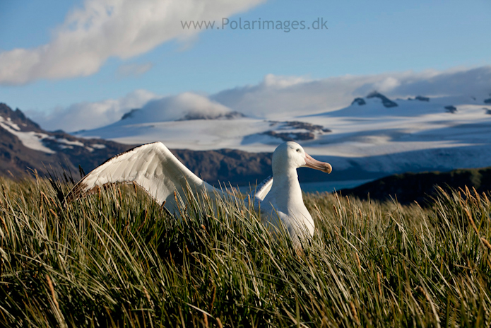 Wandering albatross, Prion Island_MG_3239