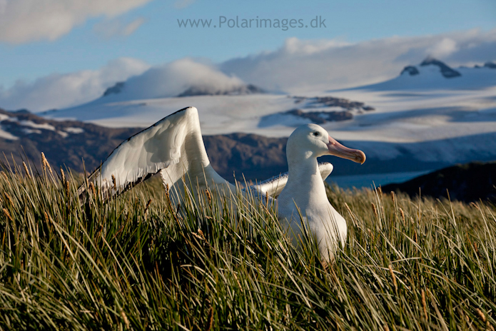 Wandering albatross, Prion Island_MG_3244