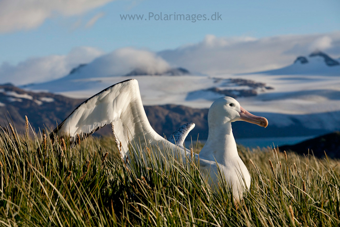 Wandering albatross, Prion Island_MG_3247