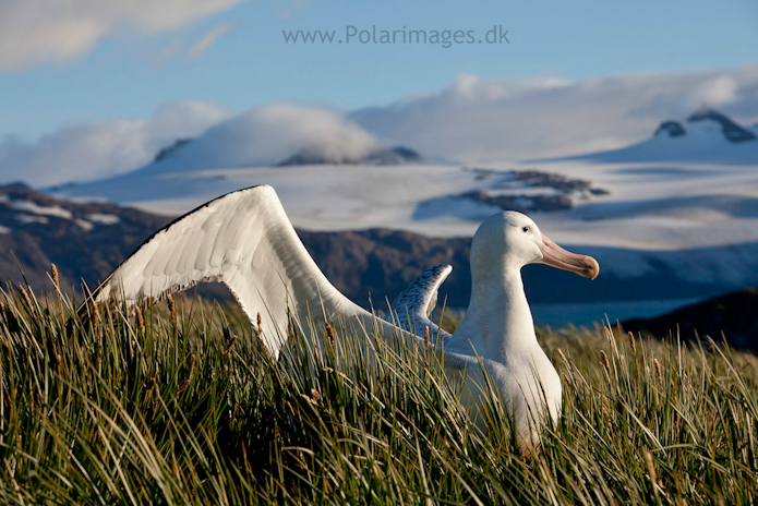 Wandering albatross, Prion Island_MG_3248