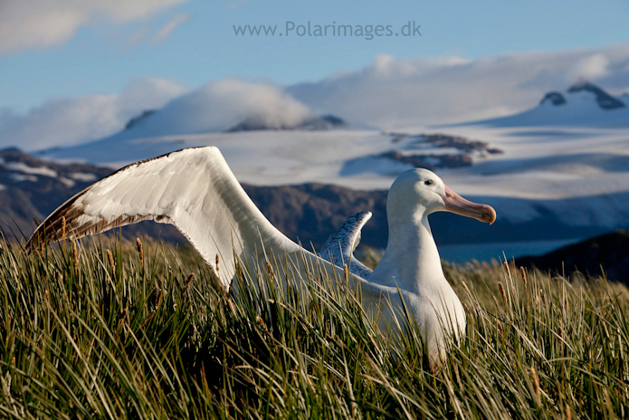 Wandering albatross, Prion Island_MG_3249
