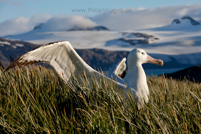 Wandering albatross, Prion Island_MG_3264