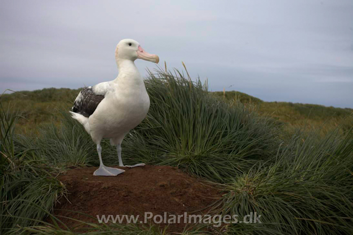 Wandering albatross, Prion Island, South Georgia_MG_0681
