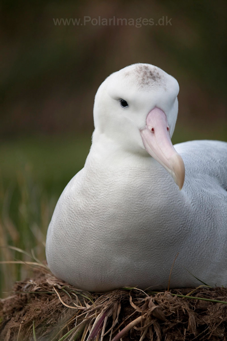 Wandering albatross, Prion Island, South Georgia_MG_3317