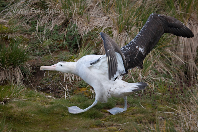 Wandering albatross, Prion Island, South Georgia_MG_3363