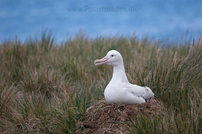 Wandering albatross, Prion Island, South Georgia_MG_3364