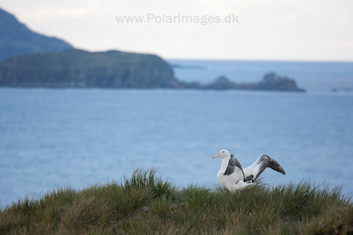 Wandering albatross, Prion Island, South Georgia_MG_3381