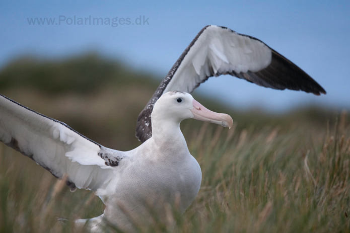 Wandering albatross, Prion Island, South Georgia_MG_3394
