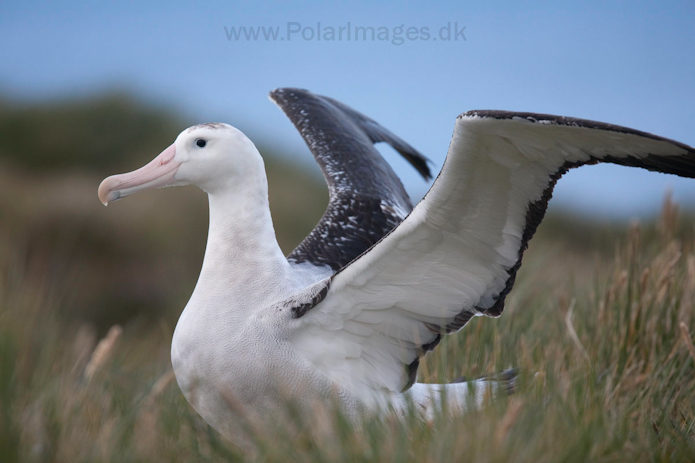 Wandering albatross, Prion Island, South Georgia_MG_3403