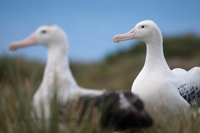 Wandering albatross, Prion Island, South Georgia_MG_3418