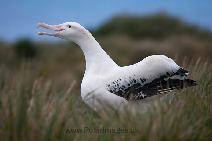 Wandering albatross, Prion Island, South Georgia_MG_3421
