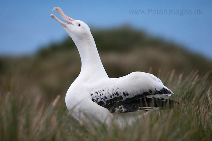 Wandering albatross, Prion Island, South Georgia_MG_3422