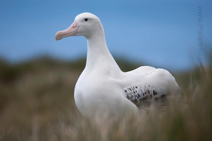 Wandering albatross, Prion Island, South Georgia_MG_3428