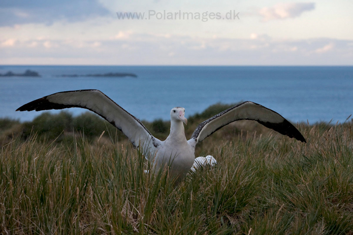 Wandering albatross, Prion Island, South Georgia_MG_3440
