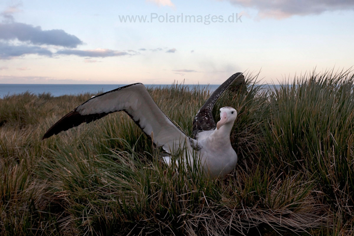 Wandering albatross, Prion Island, South Georgia_MG_3444