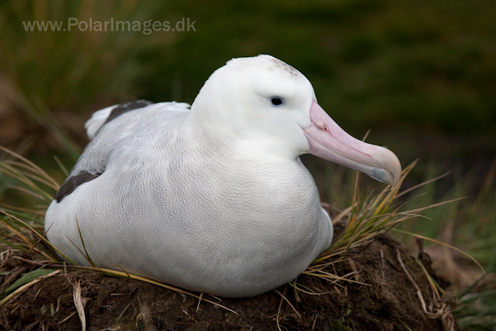 Wandering albatross, Prion Island, South Georgia_MG_4148