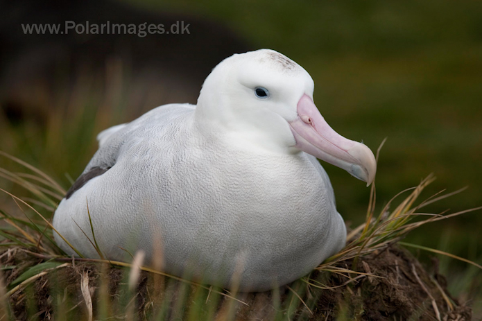 Wandering albatross, Prion Island, South Georgia_MG_4150