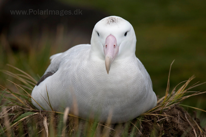Wandering albatross, Prion Island, South Georgia_MG_4151