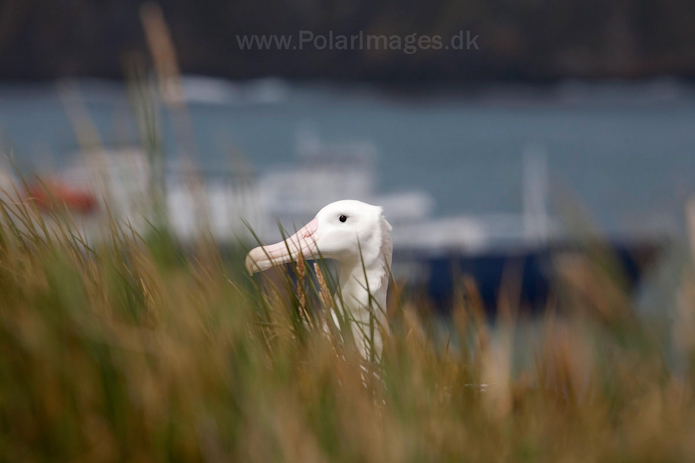Wandering albatross, Prion Island, South Georgia_MG_4180