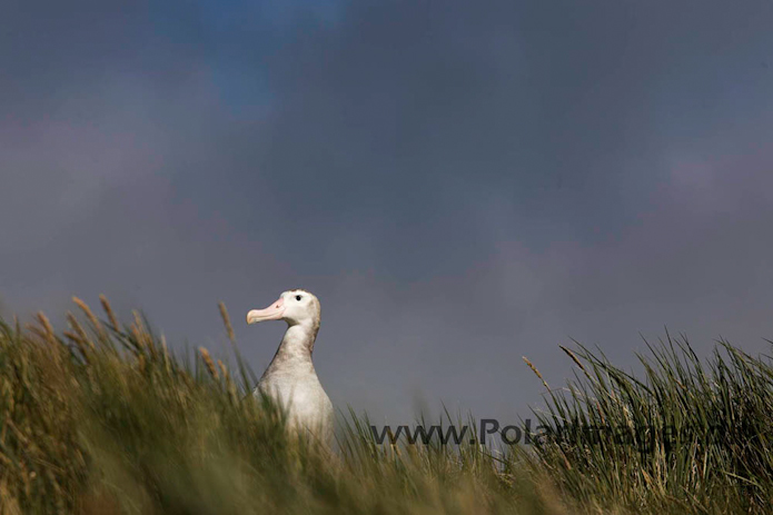 Wandering albatross, Prion Island, South Georgia_MG_7487