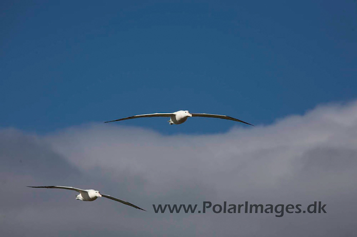 Wandering albatross, Prion Island, South Georgia_MG_7503