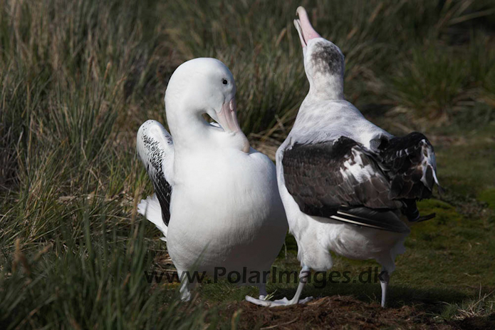 Wandering albatross, Prion Island, South Georgia_MG_7521