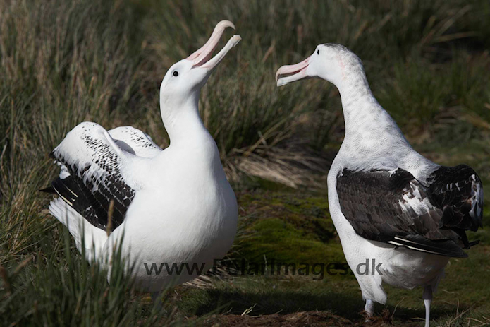 Wandering albatross, Prion Island, South Georgia_MG_7522