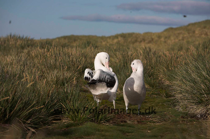 Wandering albatross, Prion Island, South Georgia_MG_7544
