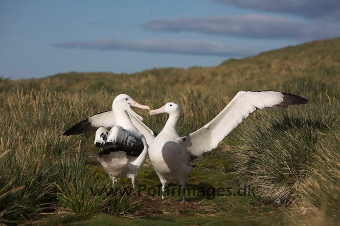 Wandering albatross, Prion Island, South Georgia_MG_7551