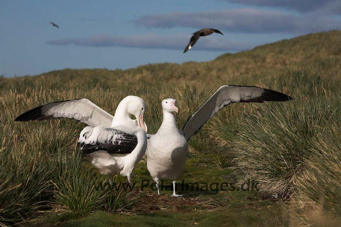 Wandering albatross, Prion Island, South Georgia_MG_7556