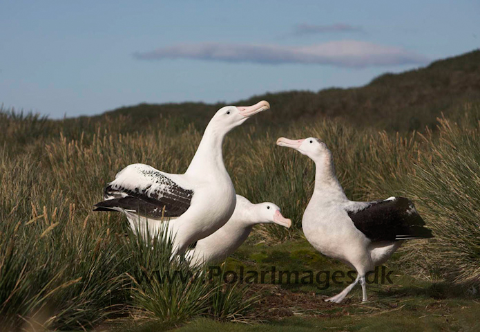 Wandering albatross, Prion Island, South Georgia_MG_7573