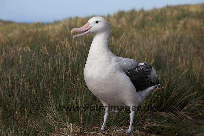 Wandering albatross, Prion Island, South Georgia_MG_7576