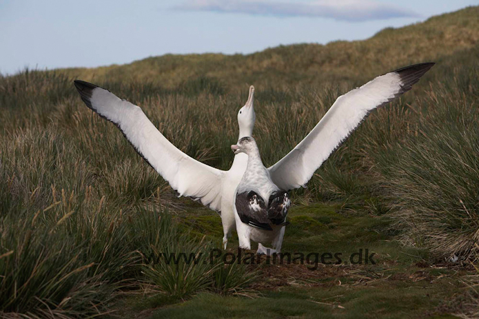 Wandering albatross, Prion Island, South Georgia_MG_7577