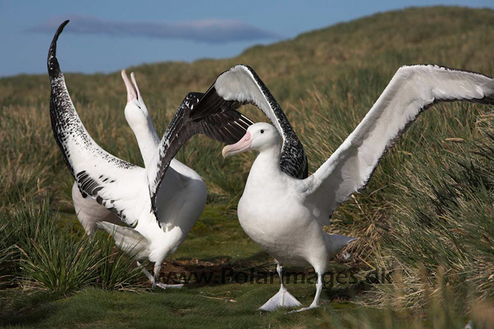 Wandering albatross, Prion Island, South Georgia_MG_7583