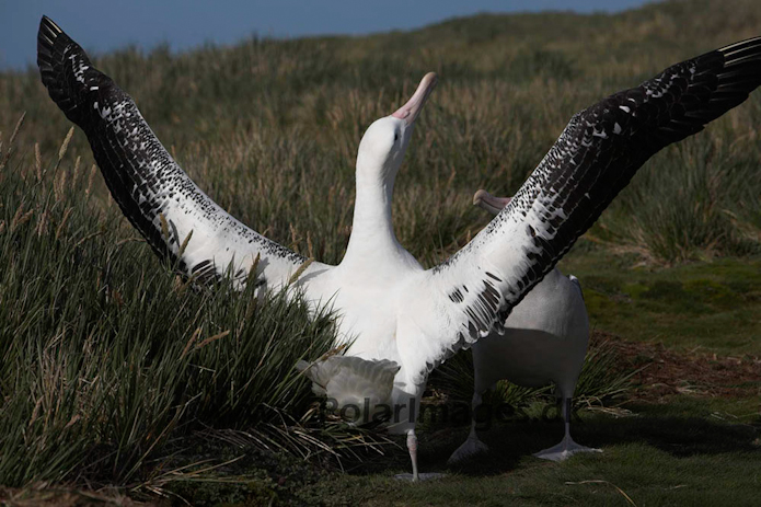 Wandering albatross, Prion Island, South Georgia_MG_7588