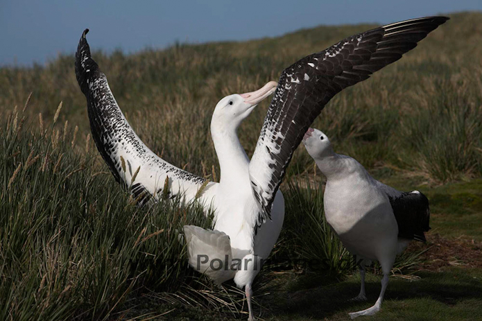 Wandering albatross, Prion Island, South Georgia_MG_7590