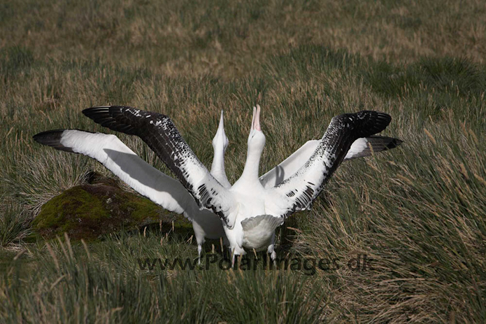 Wandering albatross, Prion Island, South Georgia_MG_7597