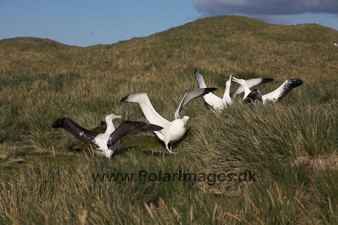 Wandering albatross, Prion Island, South Georgia_MG_7615