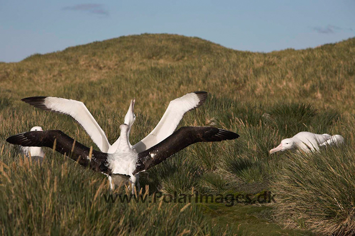 Wandering albatross, Prion Island, South Georgia_MG_7620