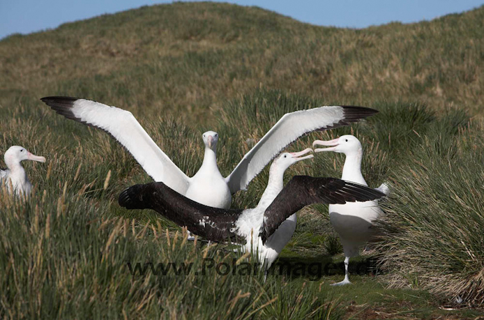 Wandering albatross, Prion Island, South Georgia_MG_7625