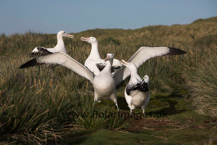 Wandering albatross, Prion Island, South Georgia_MG_7630