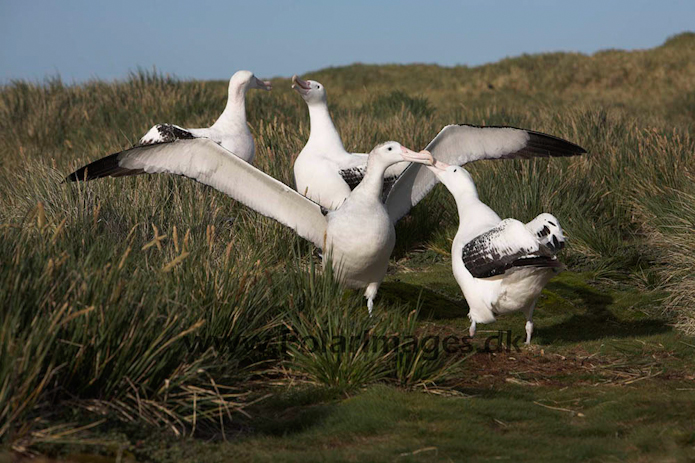 Wandering albatross, Prion Island, South Georgia_MG_7631