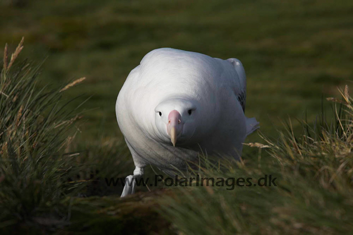 Wandering albatross, Prion Island, South Georgia_MG_7639