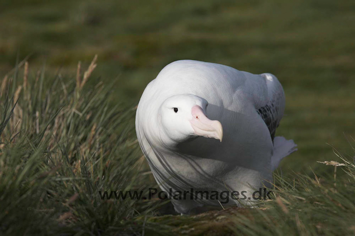Wandering albatross, Prion Island, South Georgia_MG_7640