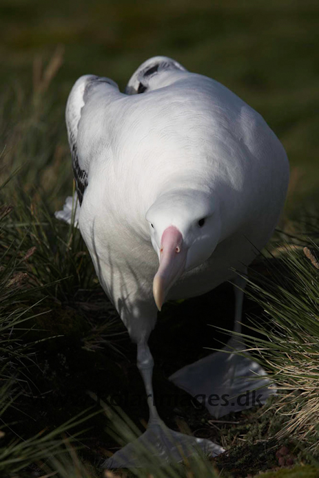 Wandering albatross, Prion Island, South Georgia_MG_7645