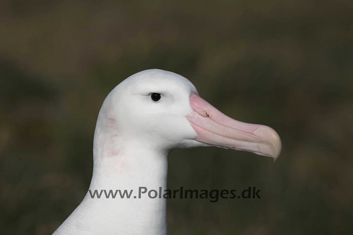 Wandering albatross, Prion Island, South Georgia_MG_7650