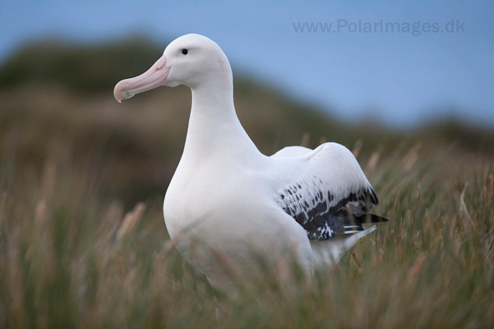 Wandering albatross, Prion Island, South Georgia__MG_3407